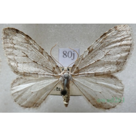 Epirrita christyi (Allen, 1906) Paśnik grabowiak Czech80j